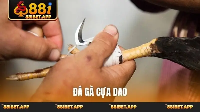 Đá gà cựa dao