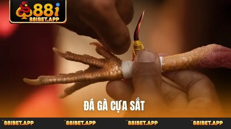 Đá gà cựa sắt