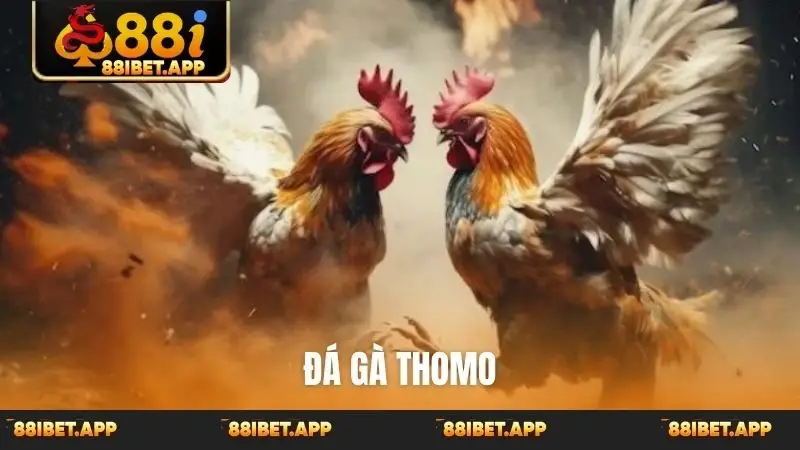 Đá gà Thomo