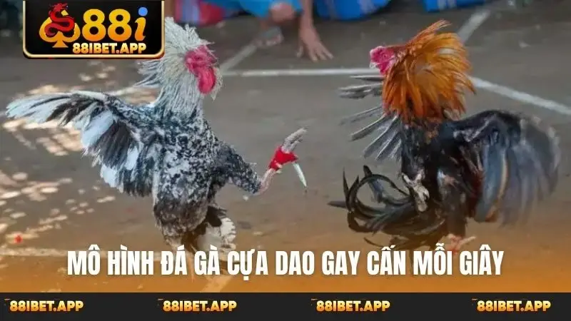Mô hình đá gà cựa dao gay cấn mỗi giây
