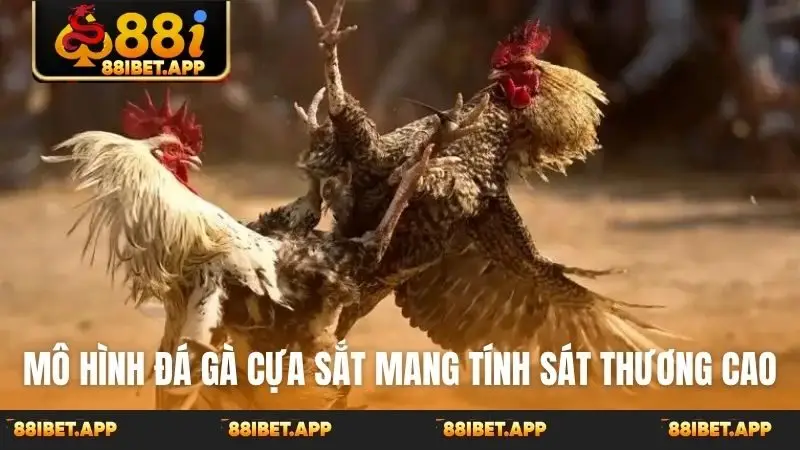 Mô hình đá gà cựa sắt mang tính sát thương cao