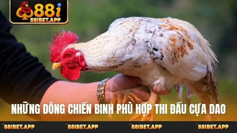 Những dòng chiến binh phù hợp thi đấu cựa dao