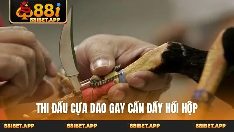 Thi đấu cựa dao gay cấn đầy hồi hộp