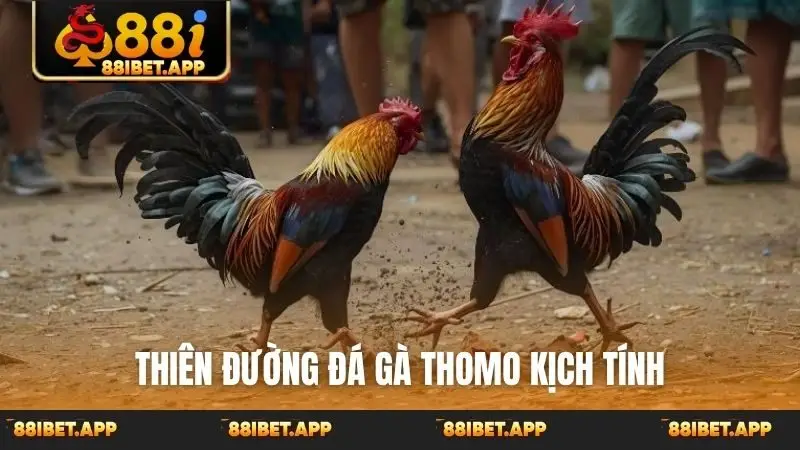Thiên đường đá gà Thomo kịch tính